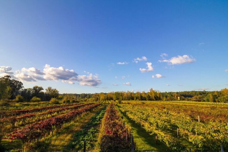 Douro e Vinhos Verdes lideram valorização no mercado vinícola português